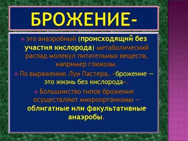 Польза и вред молочнокислых бактерий