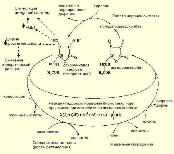Чем полезна аскорбиновая кислота, сколько принимать в день, отзывы
