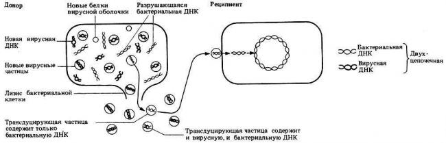 Какие факторы способствуют росту и развитию бактерий в различных средах