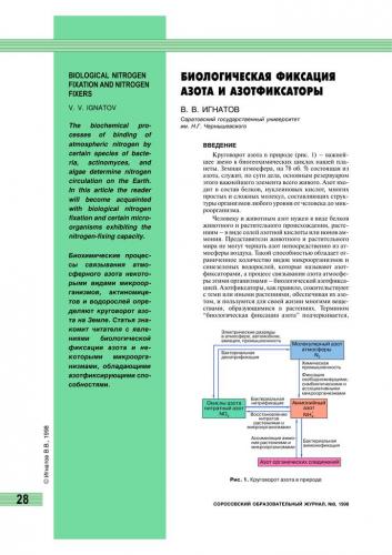 Бактерии азотфиксирующие