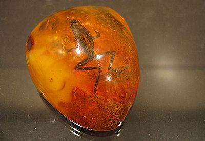 Обзор мази жабий камень