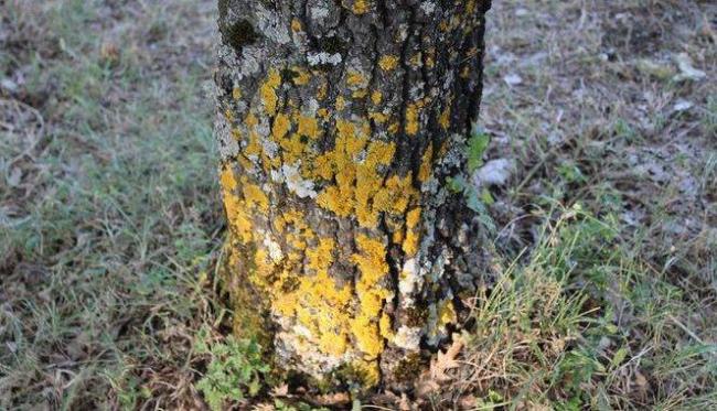 Бактерии и их значение в жизни растений