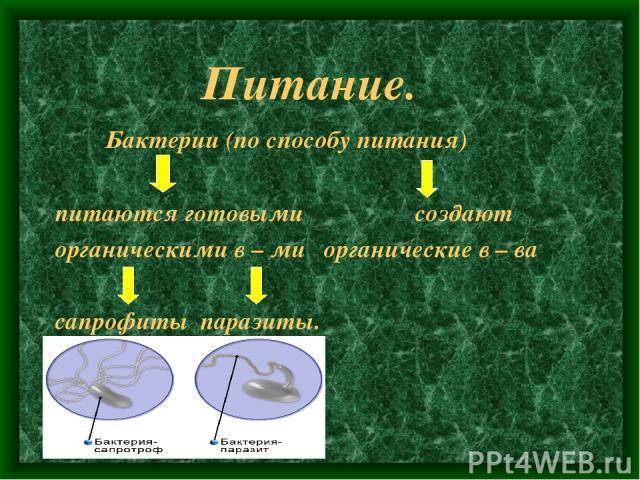Информация о бактериях паразитах