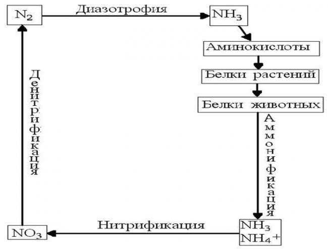 Азот почвы. круговорот азота в природе. биологическое связывание азота микробами-азотфиксаторами