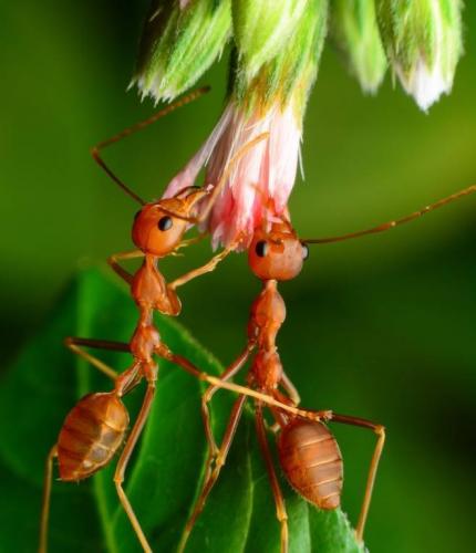 Бактерии и их значение в жизни растений