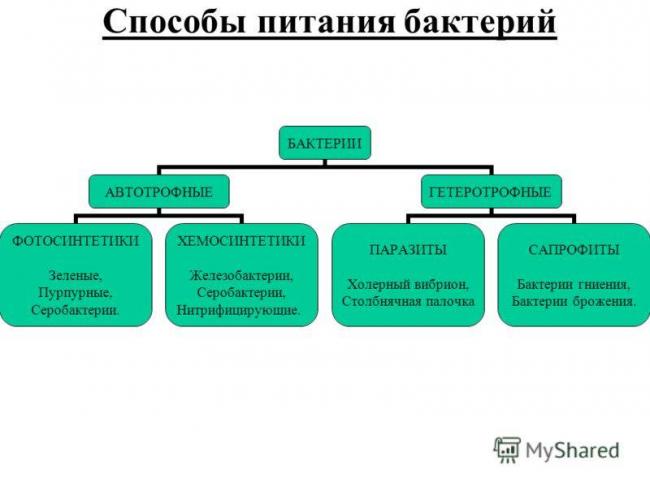 Бактерии-паразиты: виды, влияние на человека, пути заражения
