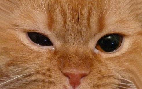 Амоксициллин для кошек инструкция по применению