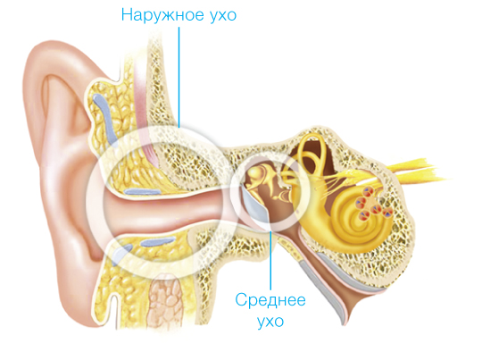 Нейросенсорная тугоухость (сенсоневральная) – симптомы и лечение. лечится или нет нейросенсорная потеря слуха?