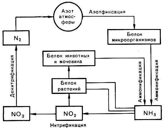 Круговорот азота — википедия с видео // wiki 2