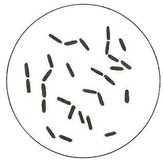 Азот почвы. круговорот азота в природе. биологическое связывание азота микробами-азотфиксаторами