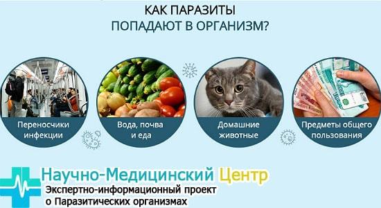 Лечение паразитов в организме человека народными средствами
