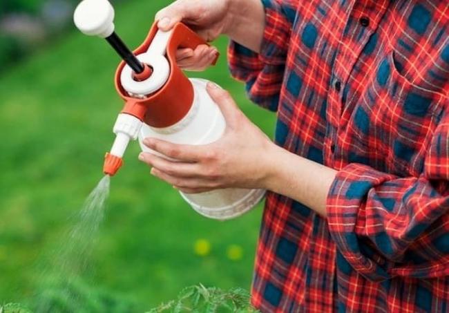 Фитоспорин: от чего помогает, свойства, принцип действия, как использовать