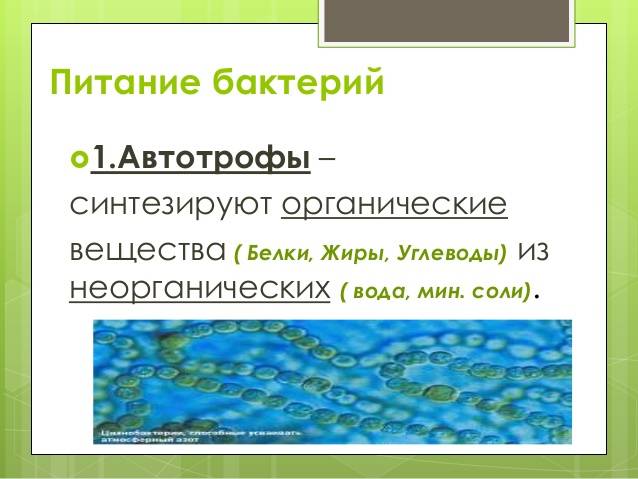 Сапрофит – это… бактерии-сапрофиты