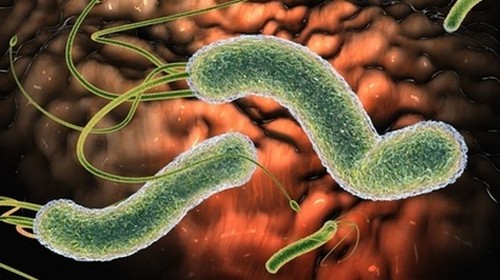 Как очистить кишечник от паразитов