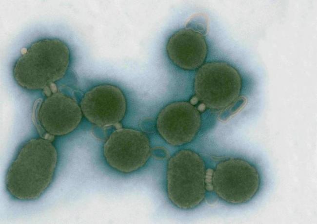 Искусственно созданная бактерия с именем синтия – биологическое оружие нового поколения