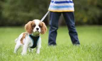 Лучший аналог "пропалина": "овестин", "диетрин". показания, инструкция по применению