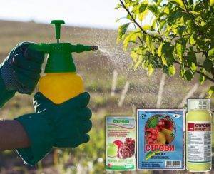 Как применять препарат Строби, инструкция по применению