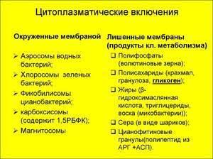 Какие функции выполняет цитоплазма в бактерии?