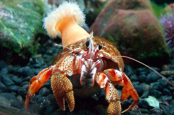 Мутуализм: характеристика, виды и примеры взаимоотношений