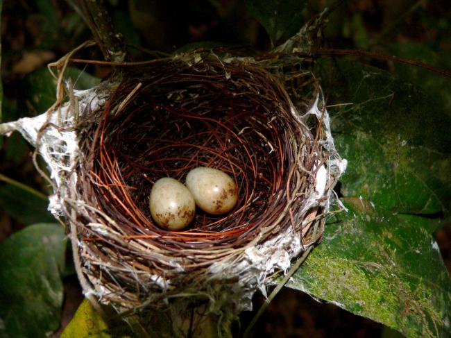 Клубеньковые бактерии - значение в природе. функции азотфиксирующих бактерий и их взаимодействие с растениями