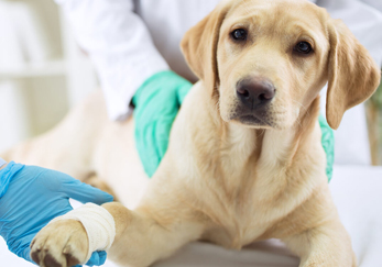 Отравление изониазидом собаки — неотложная помощь, симптомы и методы лечения