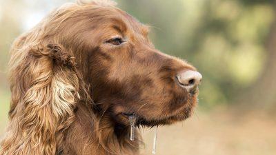 Отравление изониазидом у собак: скорая помощь