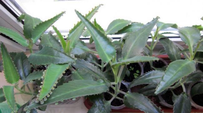 Лечение носа каплями каланхоэ при насморке, заложенности, гайморите, аденоидах и полипах