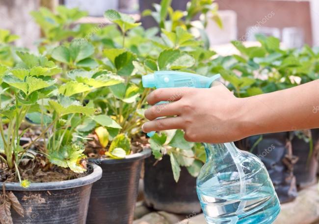 Инструкция по применению фунгицида топаз для обработки