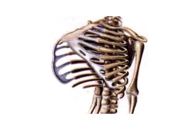 Причины деформации позвоночника и грудной клетки