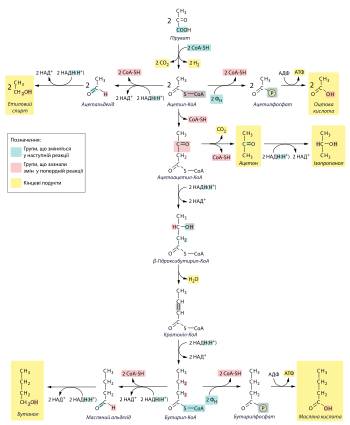 Любители тепла – термофильные свободноживущие бактерии