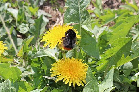 Кровь в мокроте при бронхите: норма и опасные признаки в пульмонологии