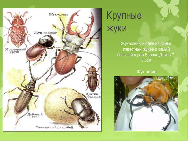 Почвенные бактерии и их ценность