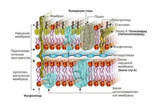 Цитоплазма живой клетки