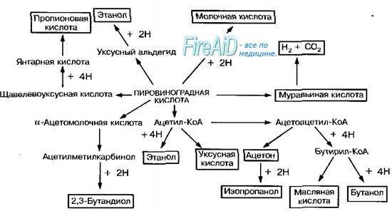 Бактерии и вещества в продуктах питания: полезные и не очень