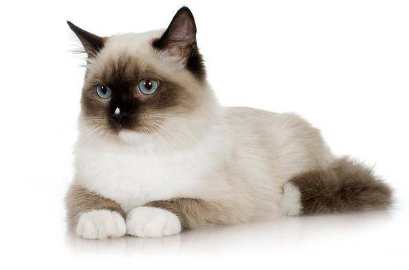 Амоксициллин для кошек инструкция по применению