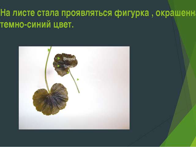 Бактерии и их роль в природе и круговороте веществ