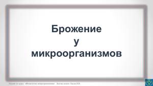 Польза или вред бактерий и дрожжей для человека
