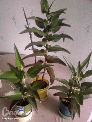 Сок каланхоэ от насморка детям: закапывть в нос или нет, отзывы, спиртовой аптечный сок