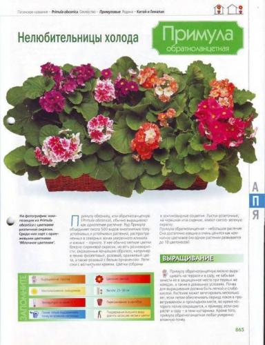 Каланхоэ в нос ребенку: можно ли капать при насморке, как разводить