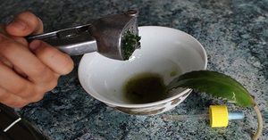 Каланхоэ при насморке