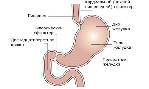 Симптомы заболевания и лечение недостаточности кардии желудка