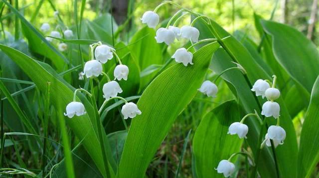 Капли ландыша инструкция по применению. инструкция по применению настойки ландыша