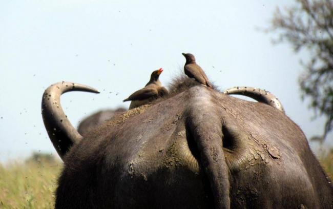 Клубеньковые бактерии - значение в природе. функции азотфиксирующих бактерий и их взаимодействие с растениями