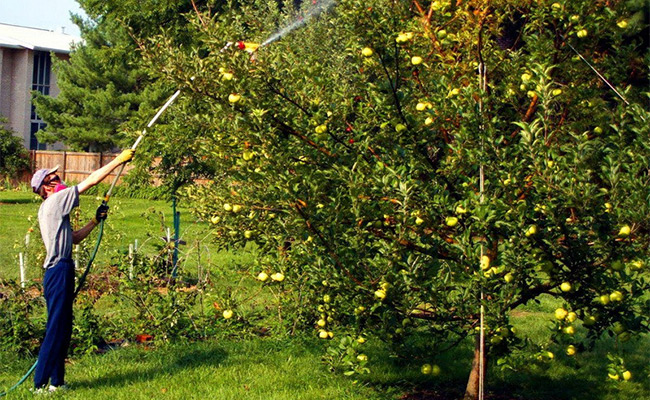 Фунгицид топаз, применение