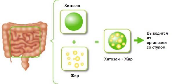 Хитозан Эвалар: отзывы врачей и покупателей, цена и инструкция по применению при похудении