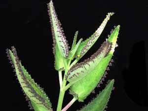 Сок каланхоэ от насморка для детей