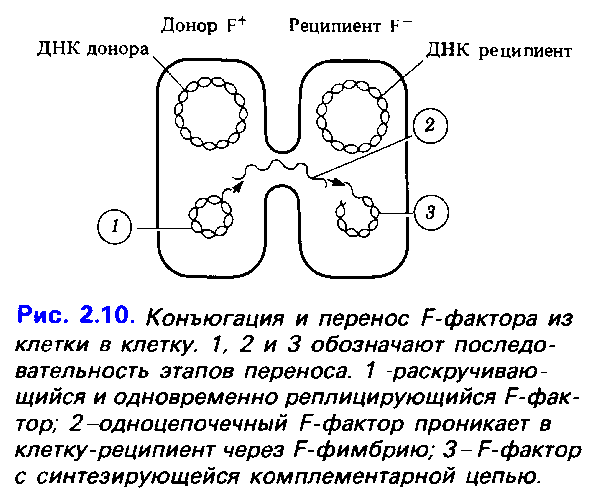 Характеристика основных групп микроорганизмов