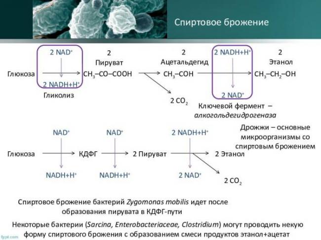 Роль бактерий в жизни человека