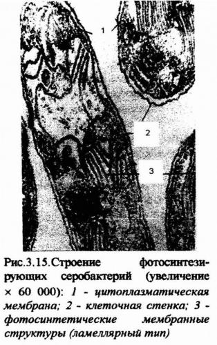 Внутрицитоплазматические включения у прокариот