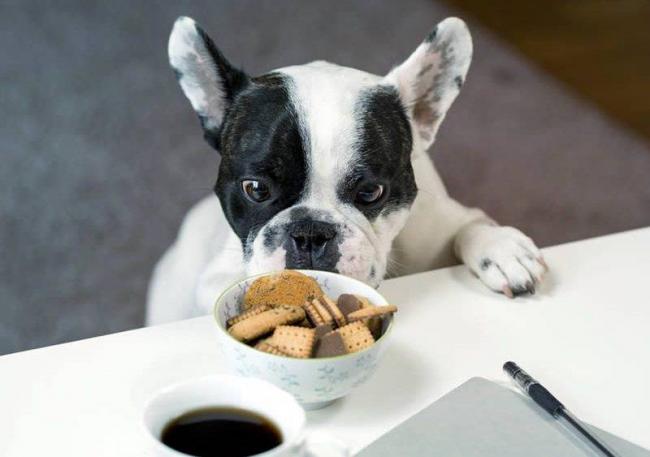 Отравление тубазидом у собак – симптомы и лечение